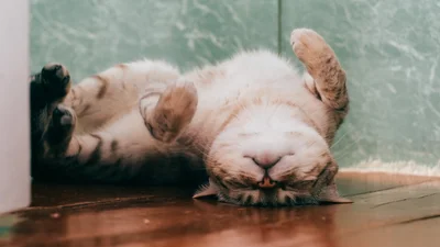 В ботинках, ящике и раковине: ТОП-10 фото котов, которым все равно, где спать