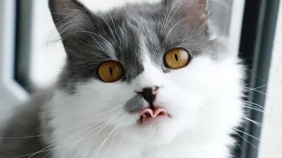 Очень пушистая кошка из Украины покорила весь TikTok и претендует на звание "Мем года"