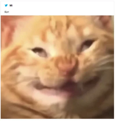 Кот съел диплом своего хозяина и стал героем смешных мемов - фото 501342