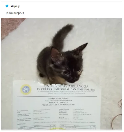 Кіт з'їв диплом свого хазяїна і став героєм смішних мемів - фото 501343