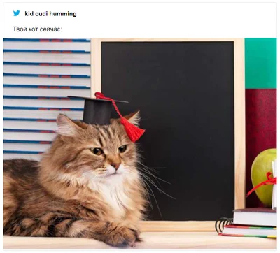 Кот съел диплом своего хозяина и стал героем смешных мемов - фото 501344