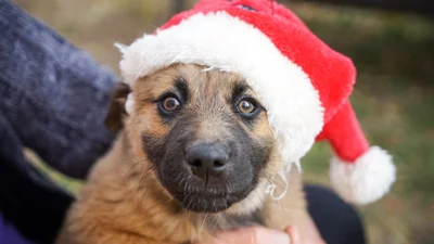 Семья устроила новогодний фотосет, но все кадры испортила эмоциональная собака