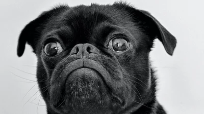 Мопс викрав фургон свого господаря поки той ловив гав