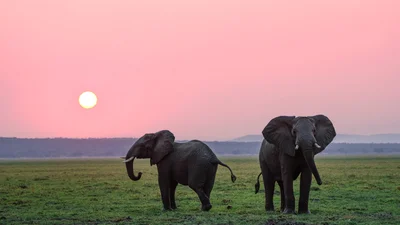 Самый одинокий слон в мире нашел пару, и эта лавстори тронула всю сеть