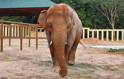 Самый одинокий слон в мире нашел пару, и эта лавстори тронула всю сеть - фото 501696