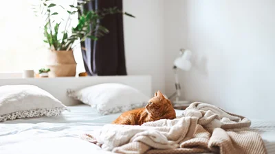 Это влияет на уровень счастья: ученые назвали 7 веских причин заправлять кровать ежедневно