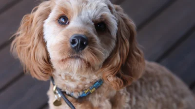 Песик, який розмовляє з господинею завдяки кнопкам, став зіркою TikTok