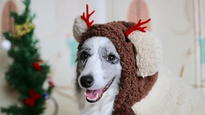 25 забавных фото о людях, у которых на Рождество все пошло не так