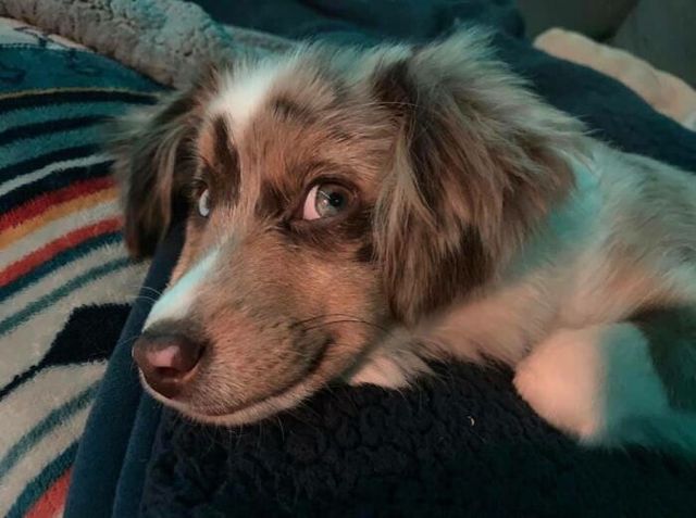 Люди запустили челлендж и делятся прикольными выражениями мордочек своих собак - фото 502707