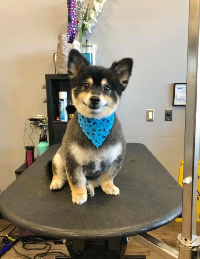 Люди запустили челлендж и делятся прикольными выражениями мордочек своих собак - фото 502712