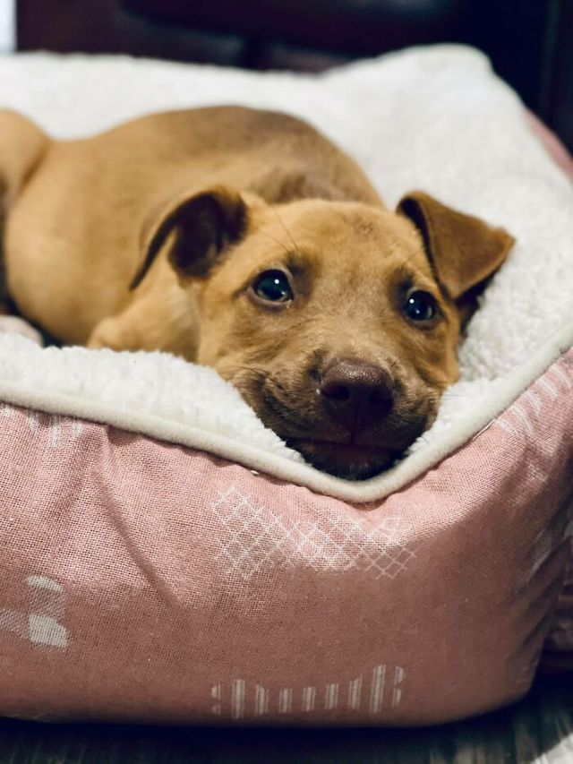 Люди запустили челлендж и делятся прикольными выражениями мордочек своих собак - фото 502713