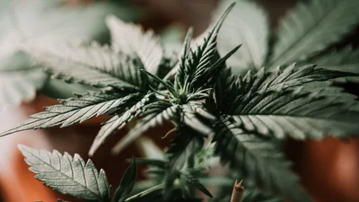 Науковці повідали, чи впливає куріння травки на продуктивність