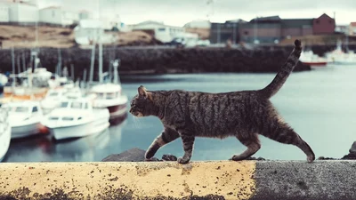 Кошка-путешественница залезла на корабль с конфетами и доплыла из Одессы в Израиль