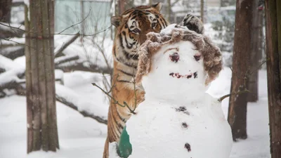 В финском зоопарке животные играют со снеговиками, и это видео – концентрация позитива