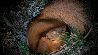 Конкурс Wildlife Photographer Of The Year представил 25 лучших снимков дикой природы