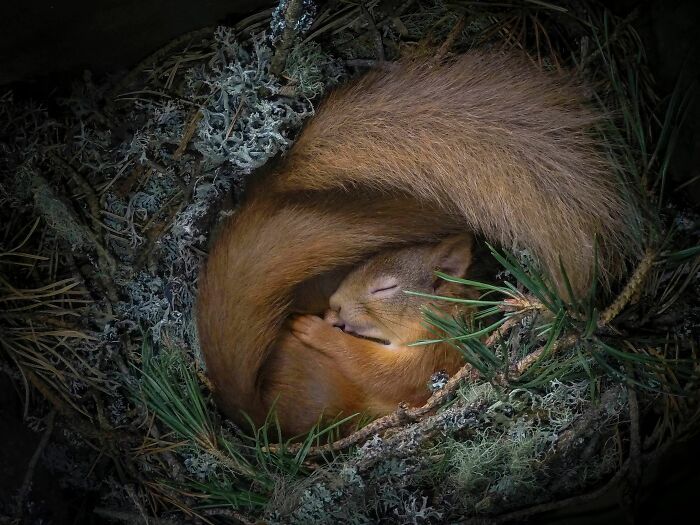 Конкурс Wildlife Photographer Of The Year представил 25 лучших снимков дикой природы - 503551 Конкурс Wildlife Photographer Of The Year представил 25 лучших снимков дикой природы - фото 503551