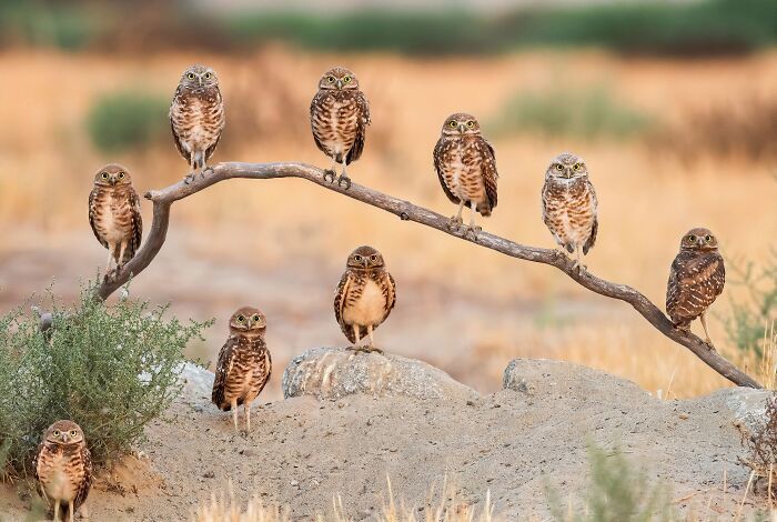 Конкурс Wildlife Photographer Of The Year представил 25 лучших снимков дикой природы - 503552 Конкурс Wildlife Photographer Of The Year представил 25 лучших снимков дикой природы - фото 503552