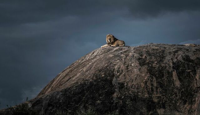 Конкурс Wildlife Photographer Of The Year представил 25 лучших снимков дикой природы - фото 503553