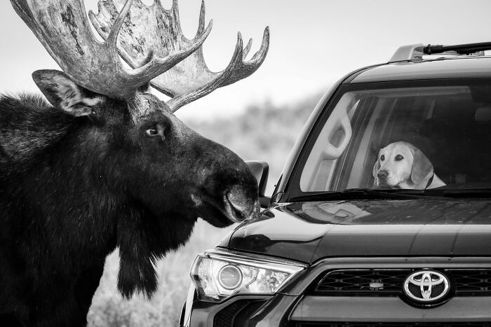 Конкурс Wildlife Photographer Of The Year представил 25 лучших снимков дикой природы - 503556 Конкурс Wildlife Photographer Of The Year представил 25 лучших снимков дикой природы - фото 503556