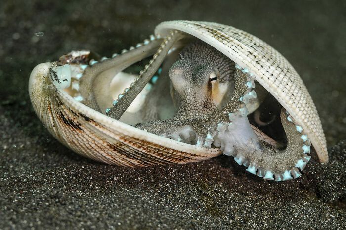 Конкурс Wildlife Photographer Of The Year представил 25 лучших снимков дикой природы - 503558 Конкурс Wildlife Photographer Of The Year представил 25 лучших снимков дикой природы - фото 503558