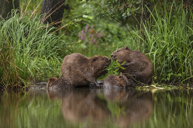 Конкурс Wildlife Photographer Of The Year представил 25 лучших снимков дикой природы - фото 503562
