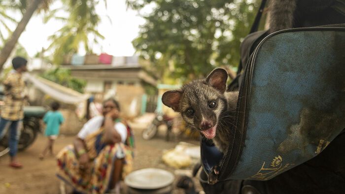 Конкурс Wildlife Photographer Of The Year представил 25 лучших снимков дикой природы - 503565 Конкурс Wildlife Photographer Of The Year представил 25 лучших снимков дикой природы - фото 503565