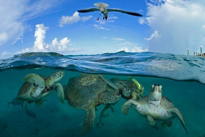 Конкурс Wildlife Photographer Of The Year представил 25 лучших снимков дикой природы - 503566 Конкурс Wildlife Photographer Of The Year представил 25 лучших снимков дикой природы - фото 503566