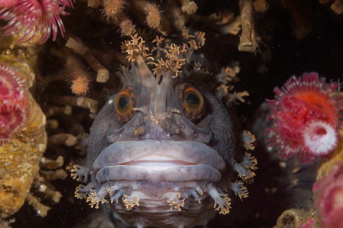 Конкурс Wildlife Photographer Of The Year представил 25 лучших снимков дикой природы - 503568 Конкурс Wildlife Photographer Of The Year представил 25 лучших снимков дикой природы - фото 503568