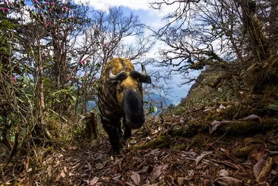 Конкурс Wildlife Photographer Of The Year представил 25 лучших снимков дикой природы - фото 503569