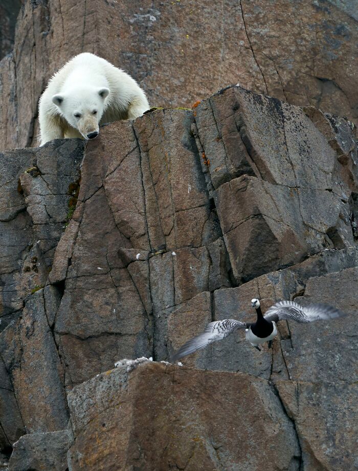 Конкурс Wildlife Photographer Of The Year представил 25 лучших снимков дикой природы - 503574 Конкурс Wildlife Photographer Of The Year представил 25 лучших снимков дикой природы - фото 503574