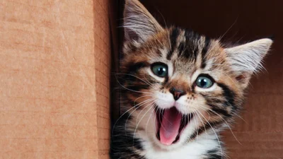 Найкращі меми про купання в ополонці, які зроблять твій день