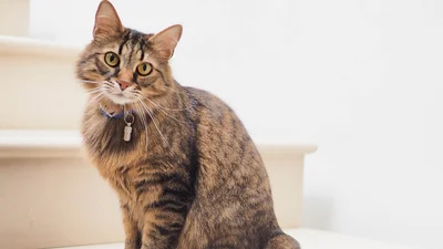 Мы неправильно гладили котиков, а они терпели - говорят ученые
