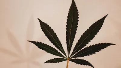 У США безкоштовно роздають марихуану тим, хто вакцинується від COVID-19