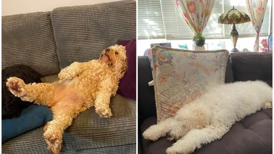 Закончились батарейки: забавные фото собак, которые заснули в странных позах