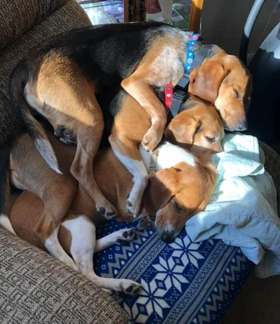 Закончились батарейки: забавные фото собак, которые заснули в странных позах - фото 503979