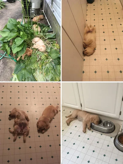 Закончились батарейки: забавные фото собак, которые заснули в странных позах - фото 503981