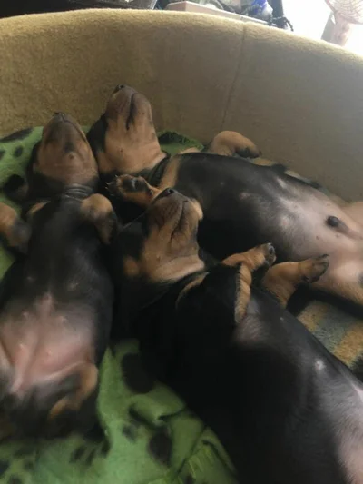 Закончились батарейки: забавные фото собак, которые заснули в странных позах - фото 503988