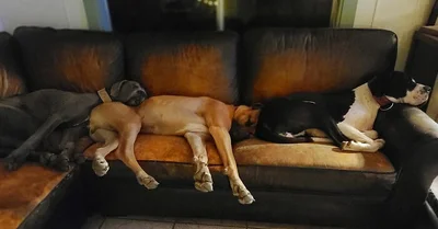 Закончились батарейки: забавные фото собак, которые заснули в странных позах - фото 503989