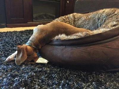 Закончились батарейки: забавные фото собак, которые заснули в странных позах - фото 503995
