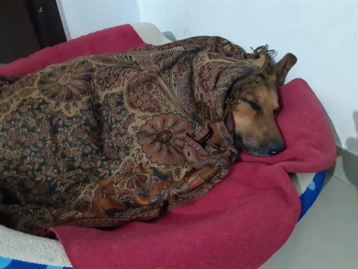Закончились батарейки: забавные фото собак, которые заснули в странных позах - фото 503996
