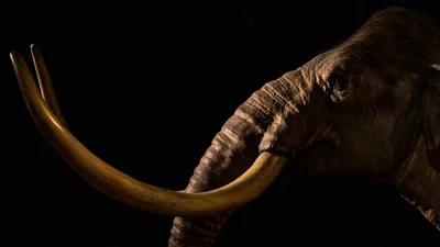 На Буковині знайшли зуб мамонта, якому 300 тисяч років, і це нереально цінний артефакт