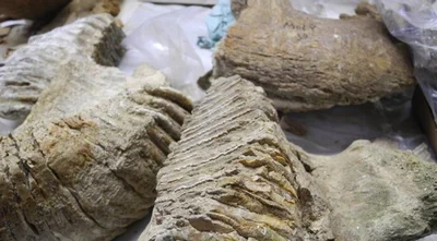 На Буковині знайшли зуб мамонта, якому 300 тисяч років, і це нереально цінний артефакт - фото 504111