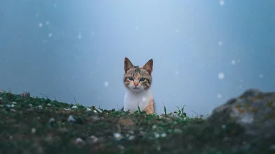Ученые выяснили, почему коты кайфуют от мяты