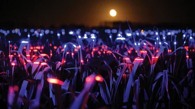 Це нереальна краса: у Нідерландах засяяло поле з цибулею