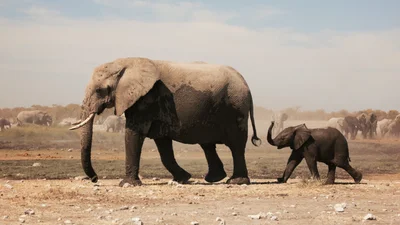 Когда нужно успокоиться – включи эти видео со слонами, которые слушают классическую музыку