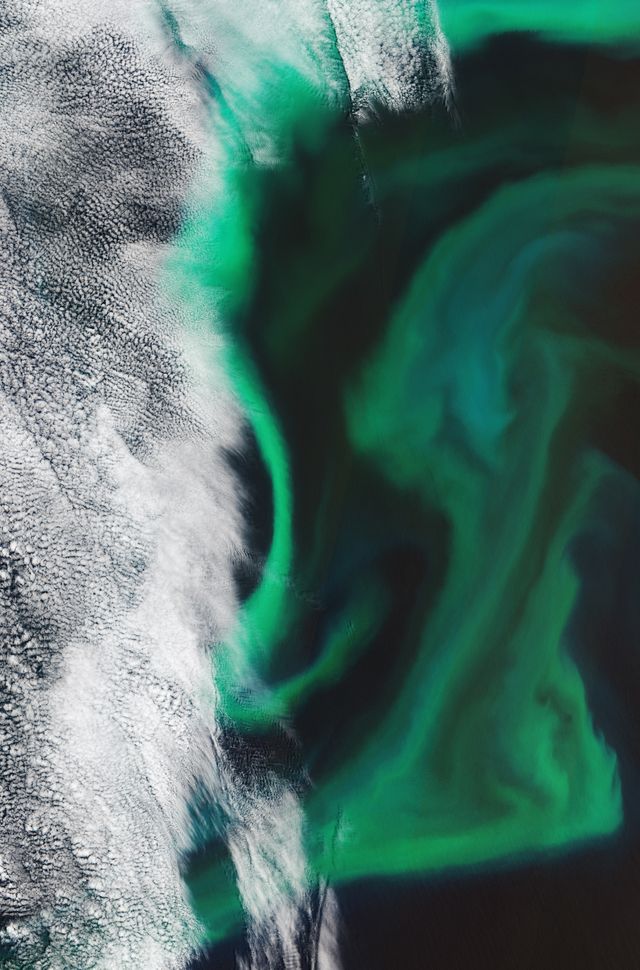 Космическое агентство показало невероятное фото с цветением водорослей в Тихом океане - фото 505654