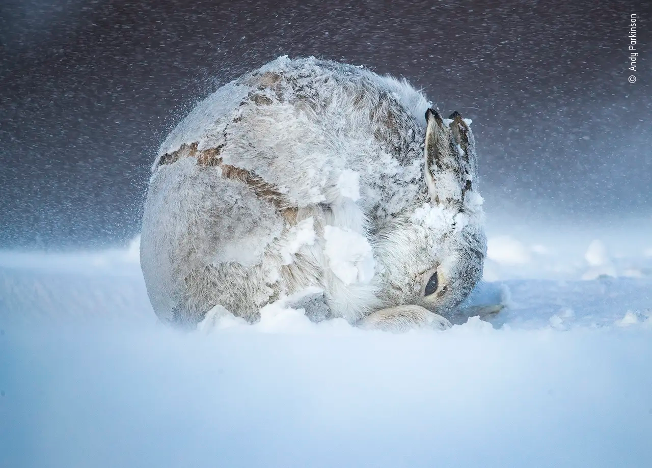 Показали лучшее фото дикой природы 2021 - 505922 Показали лучшее фото дикой природы 2021 - фото 505922