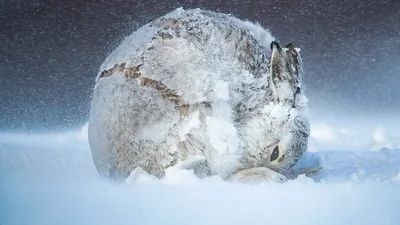 Показали лучшее фото дикой природы 2021