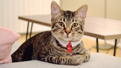 Сміхота: адвокат випадково з'явився з котячим фільтром замість лиця на онлайн-суді