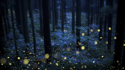 Конкурс Tokyo International Foto Awards 2020 опубликовал чарующие снимки победителей